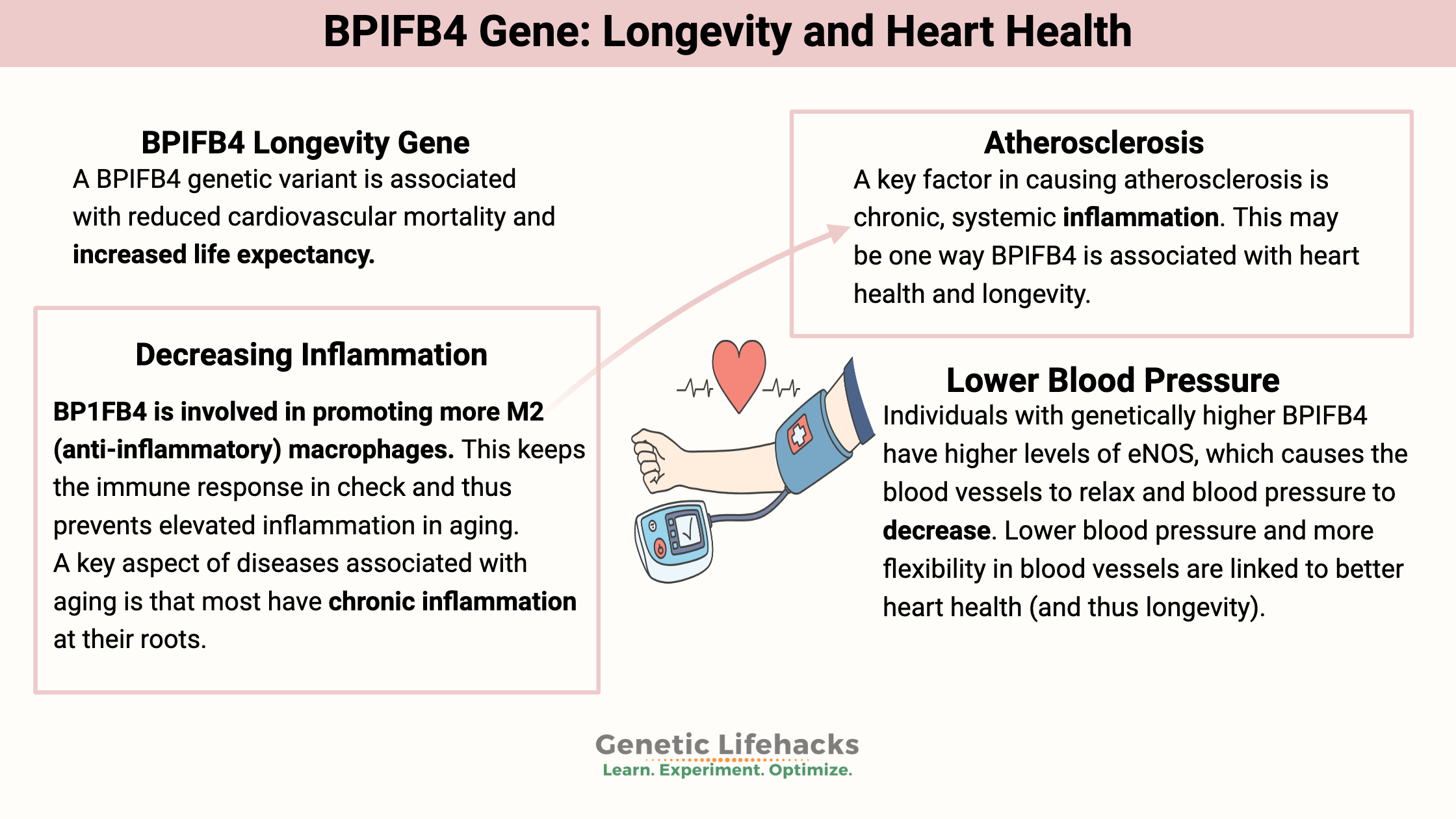 BPIFB4 Gene: Linked to Longevity and Heart Health