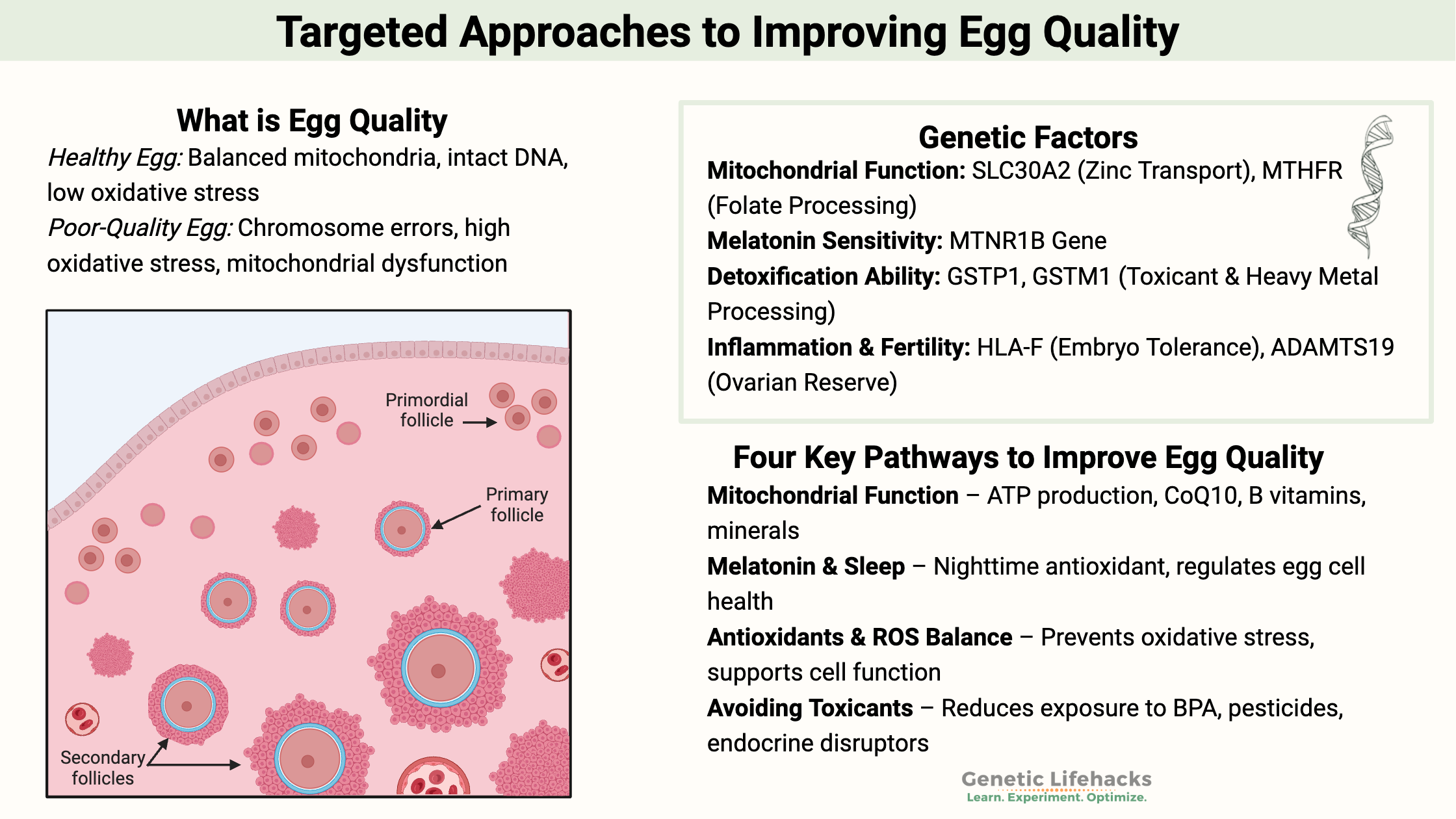 Targeted Approaches to Improving Egg Quality