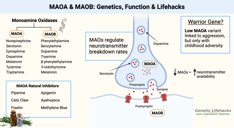 MAOA - Warrior gene, dopamine, aggression, check your 23 and me genetic raw data,