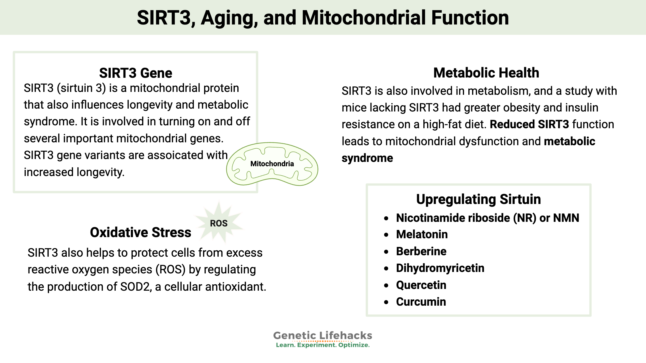 SIRT3 gene variants, Aging, longevity, and Mitochondrial Function