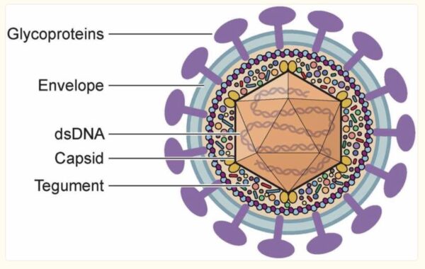 Are Cold Sores Genetic? Who gets them and why