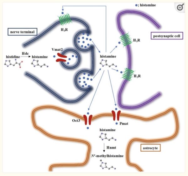 ADHD Genes: Exploring The Role Of Genetics, Environment, And ...