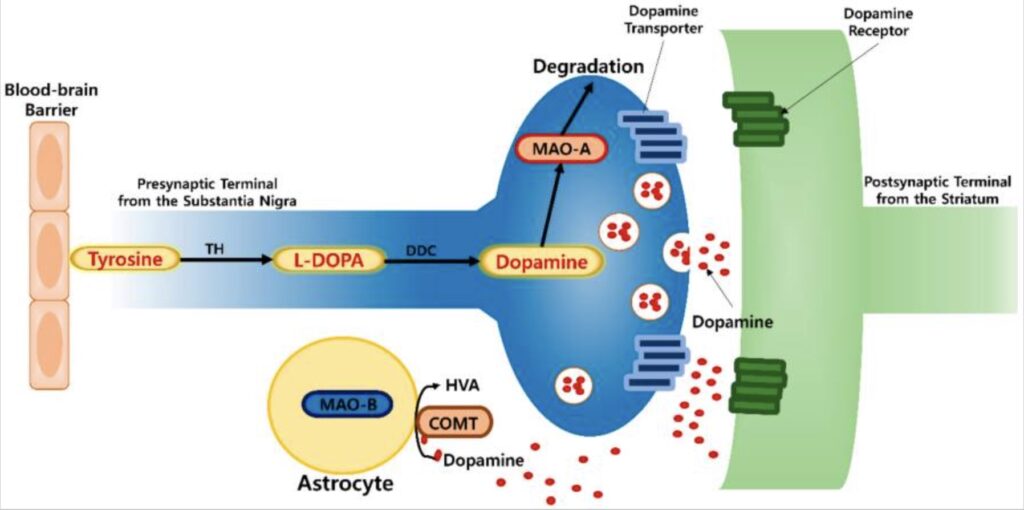 MAO-A And MAO-B: Neurotransmitter Levels, Genetics, And Warrior Gene ...