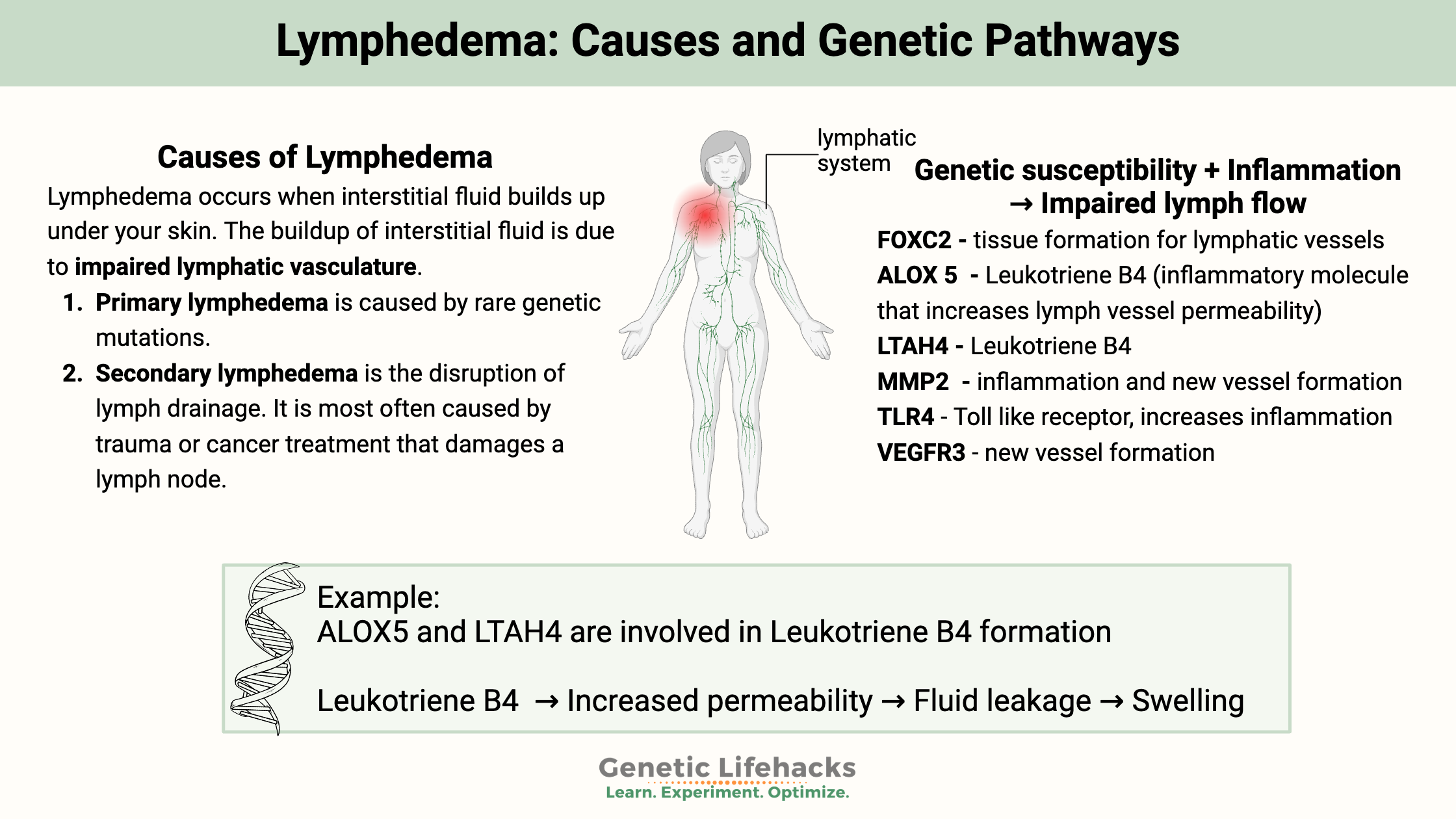 Lymphedema: Causes and Genetic Pathways