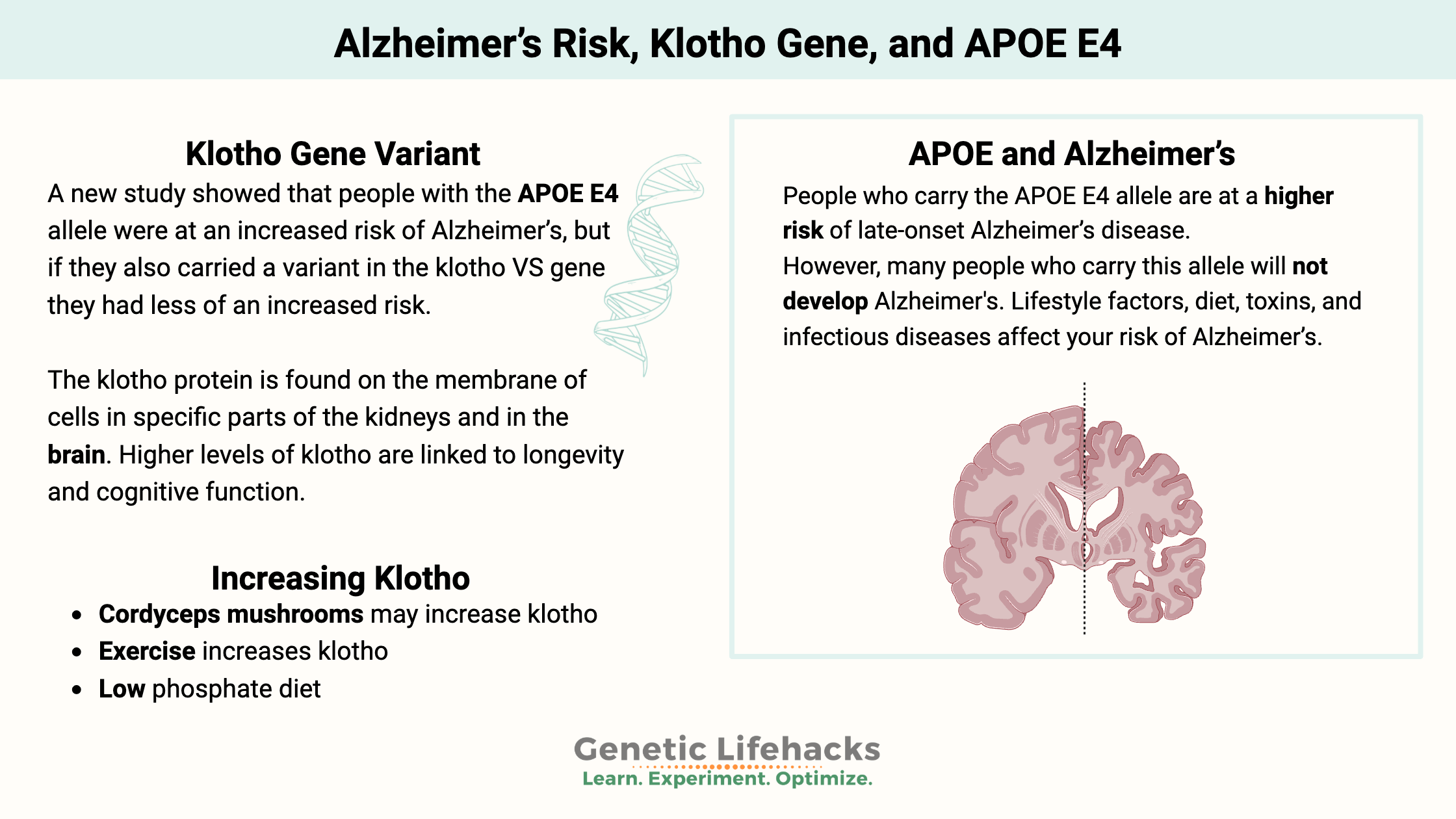 Alzheimer’s Risk, Klotho Gene, APOE E4