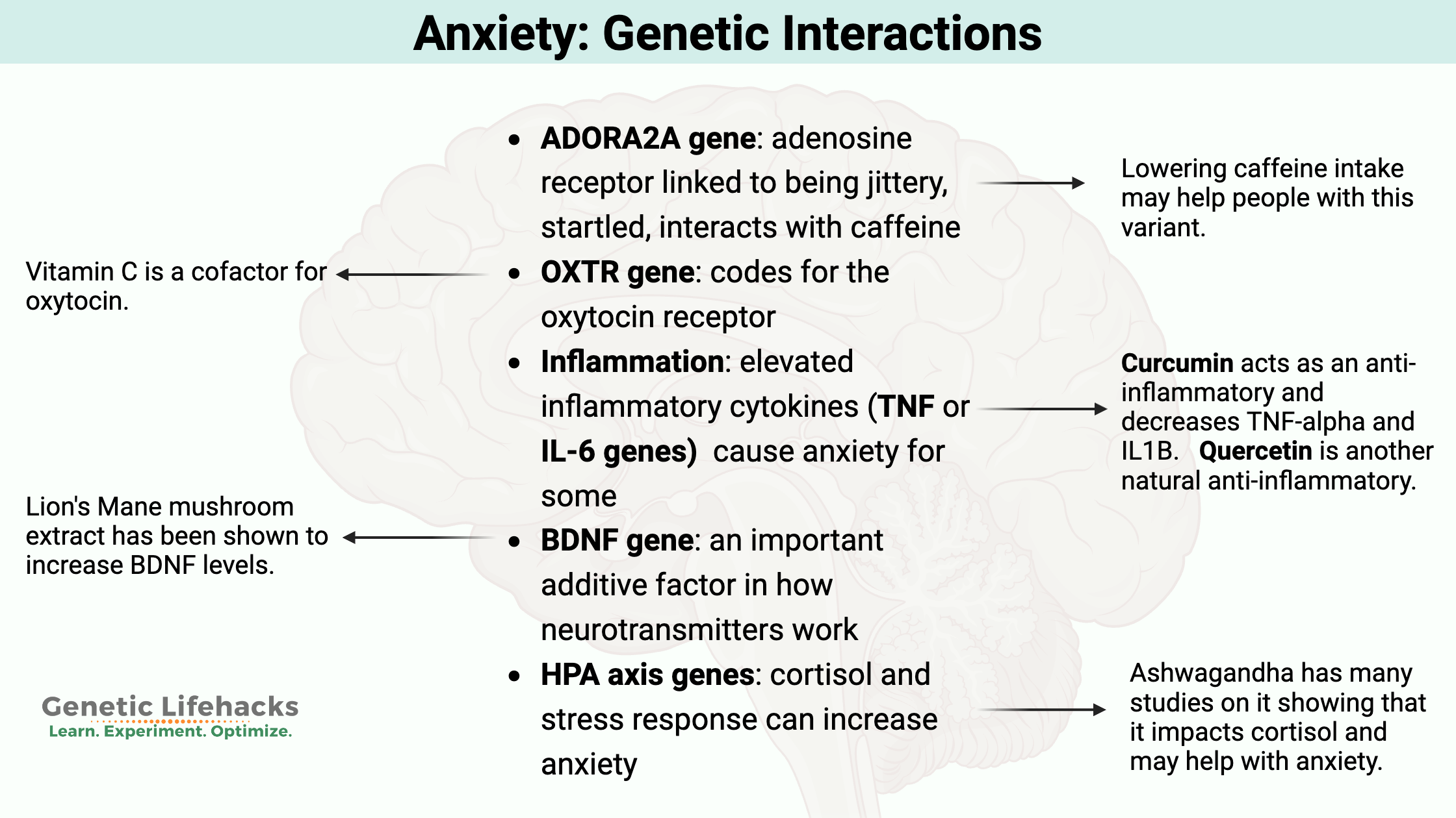 Anxiety Genes, ANDORA2A, BDNF, Lion's mane for anxiety