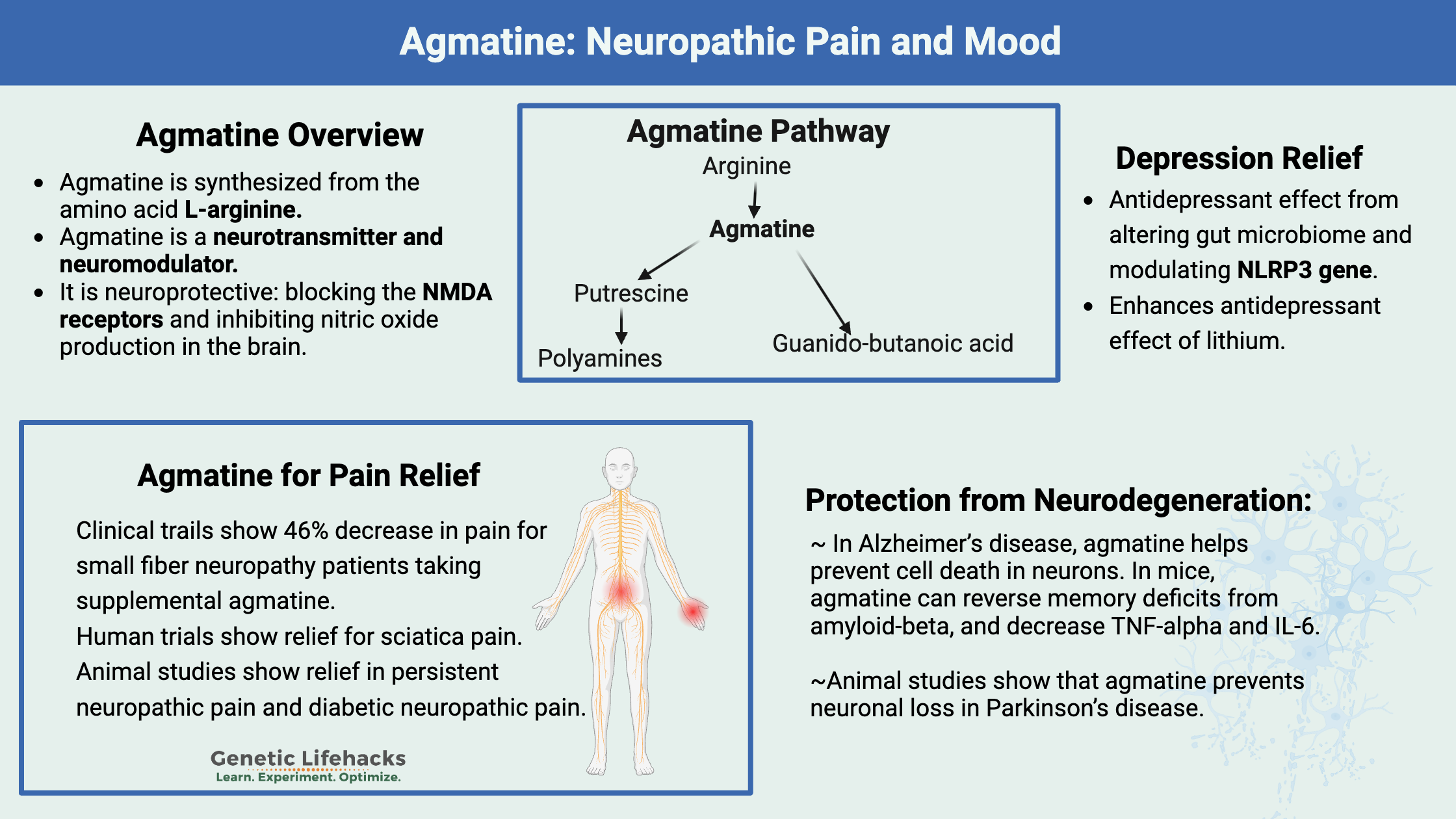 Agmatine neuropathic benefits, antidepressant, pain relief