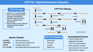 CYP17A1: Steroid Hormones, Genetics, CYP17A1 inhibitors