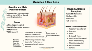 Genetic and Environmental facts for male pattern baldness and hair loss