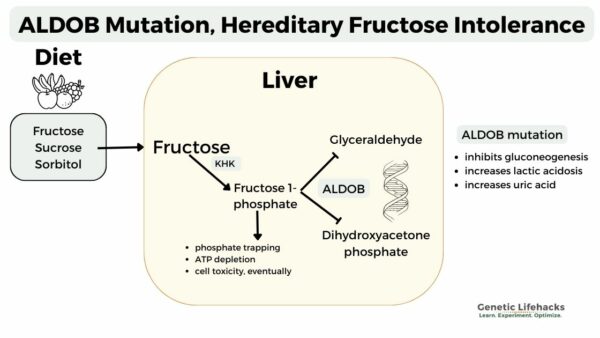 Fructose Intolerance: Hereditary Or Dietary?