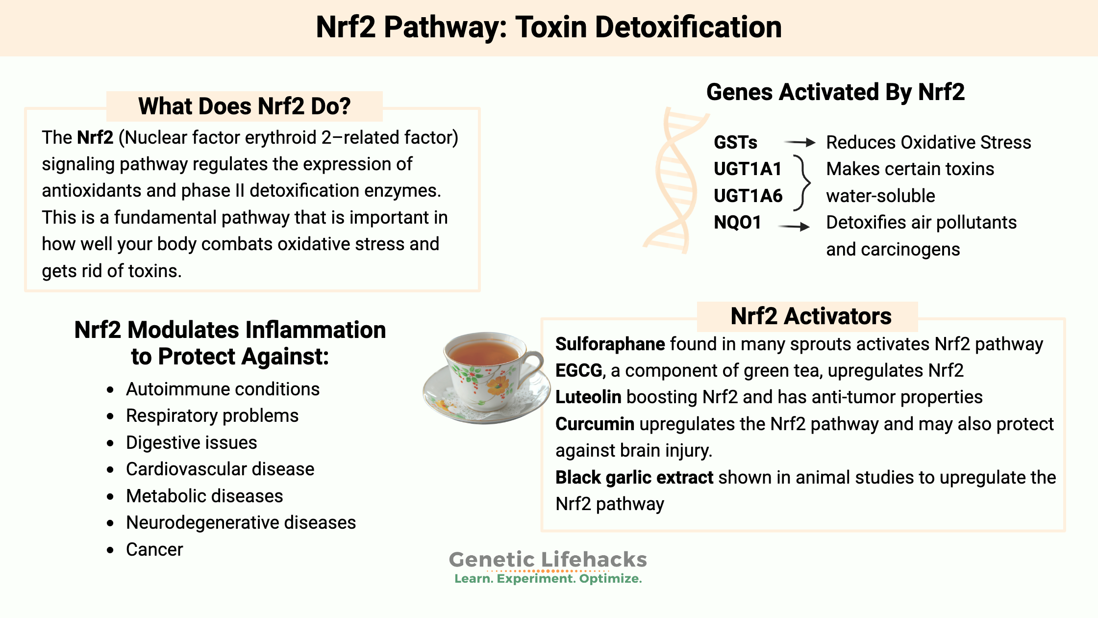 Nrf2 Pathway: Toxin Detoxification, genes activated by Nrf2, natural pathways to activate Nrf2