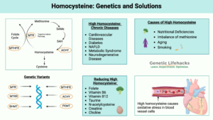 Homocysteine, Genetics, Natural solutions, graphical overview, high homocysteine levels