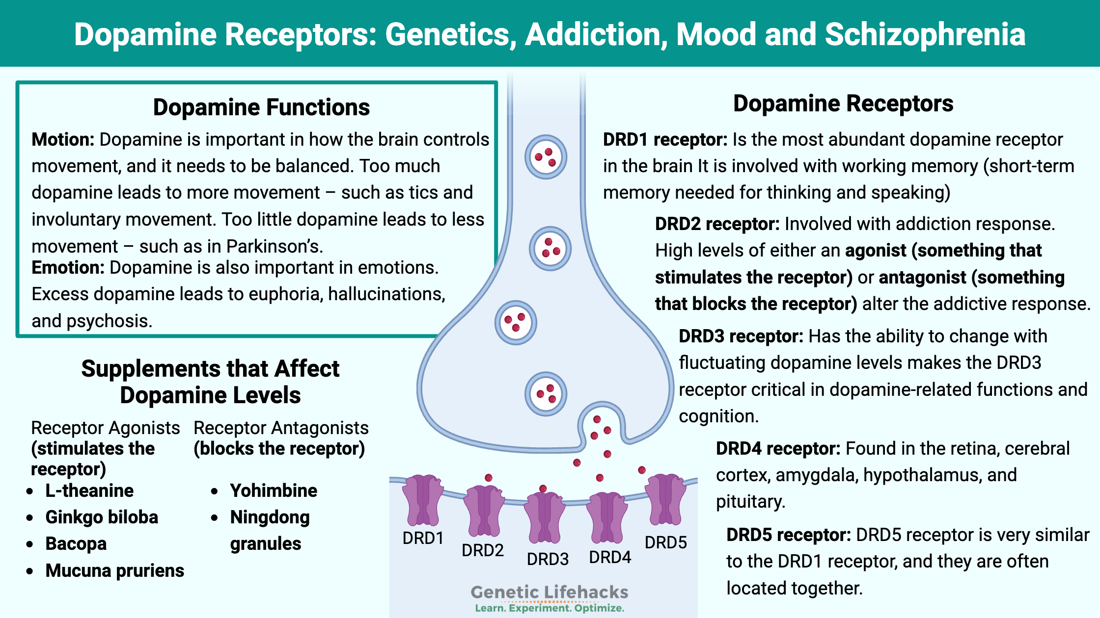 Dopamine receptors, natural Agonists and antagonist for dopamine