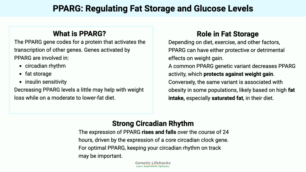 PPARG gene: Regulating Fat Storage and Glucose Levels