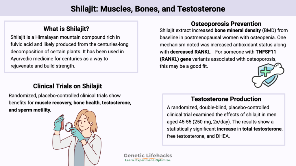 Shilajit: Muscles, Bones, and Testosterone, Osteoporosis Prevention