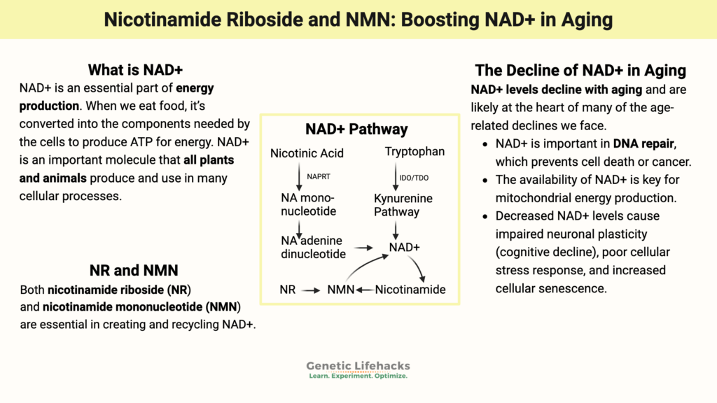 Nicotinamide riboside and NMN - Boosting NAD+ in aging