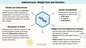 Adenovirus and weight gain, genetic variants that increase adenovirus susceptibility