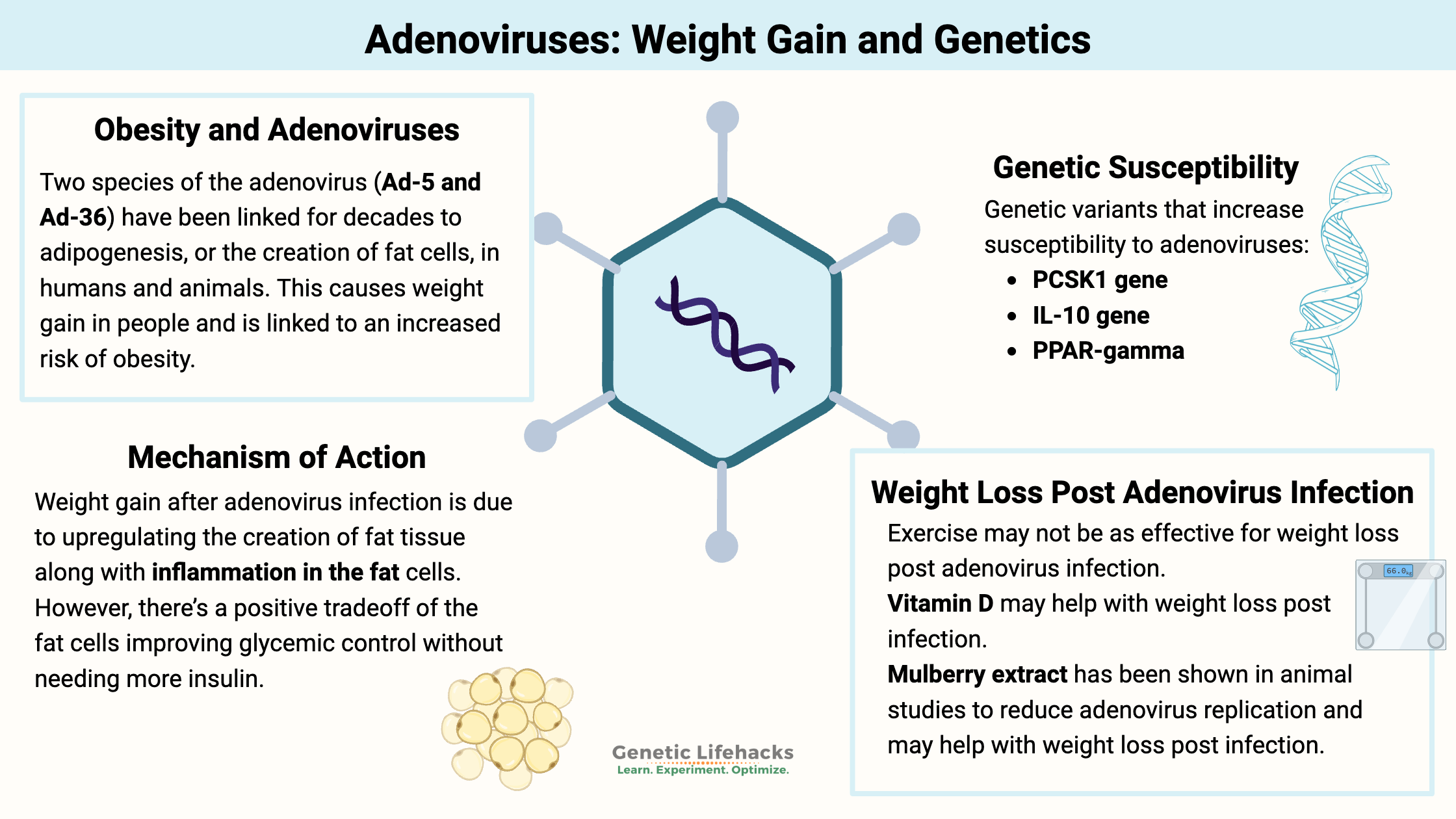 Adenovirus and weight gain, genetic variants that increase adenovirus susceptibility