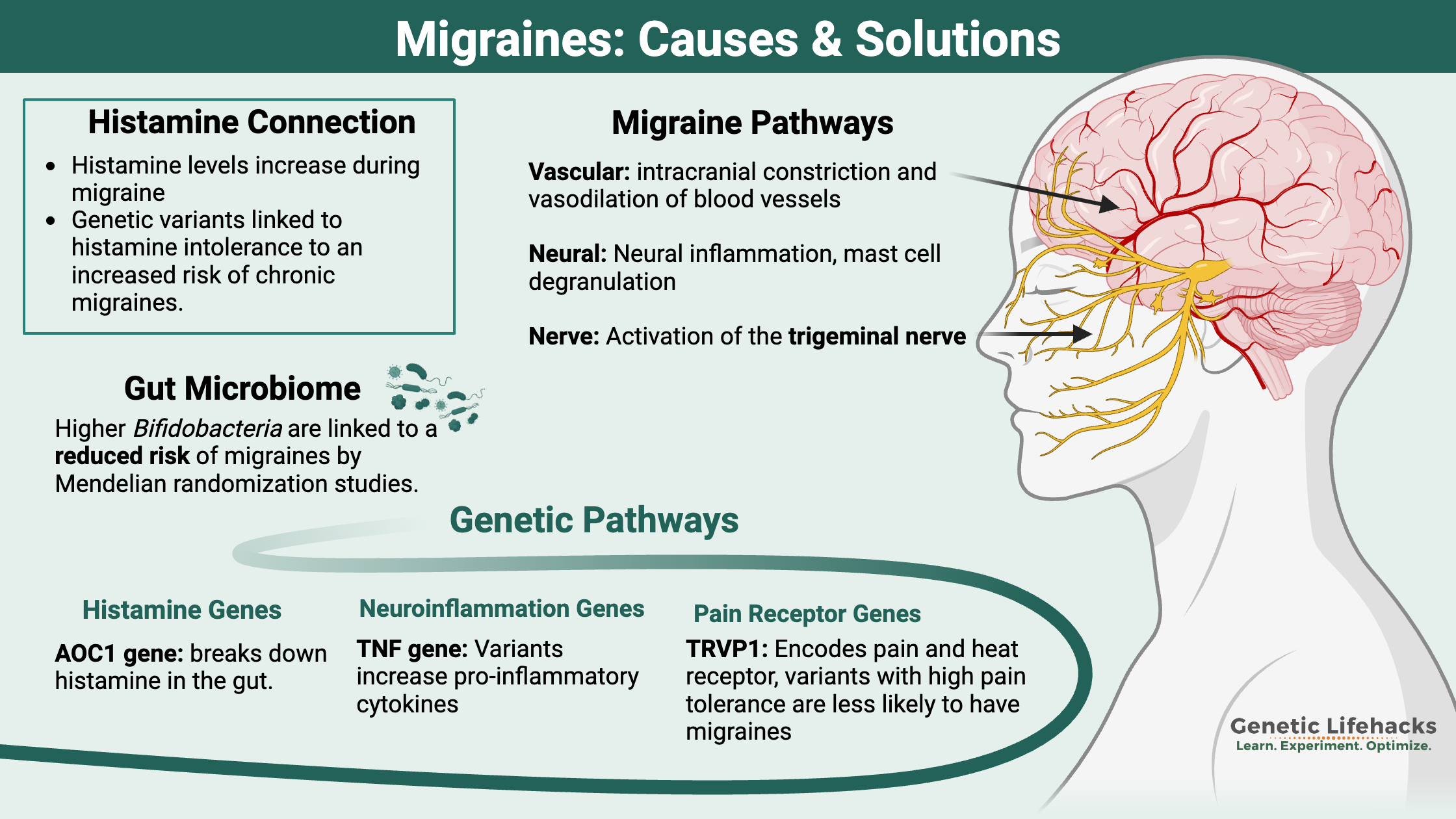 Migraines, histamine and migraines, migraine pathways, genetic causes of migraines