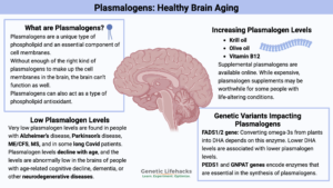 Plasmalogens: Healthy Brain Aging, increasing plasmalogen levels, genetic variants impacting plasmalogens