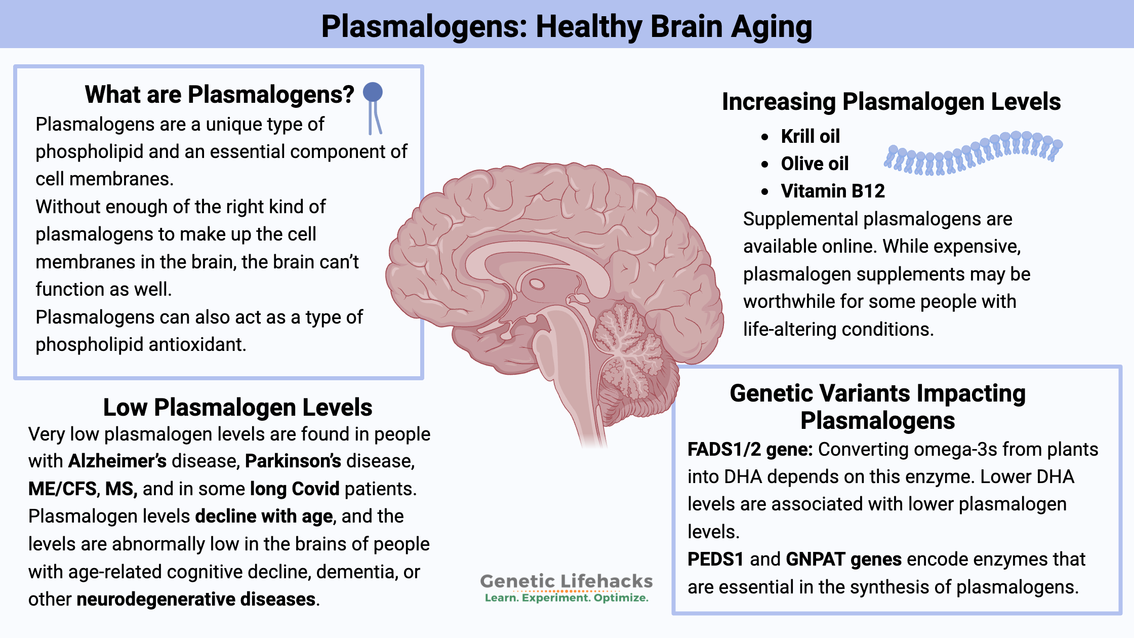 Plasmalogens: Healthy Brain Aging, increasing plasmalogen levels, genetic variants impacting plasmalogens