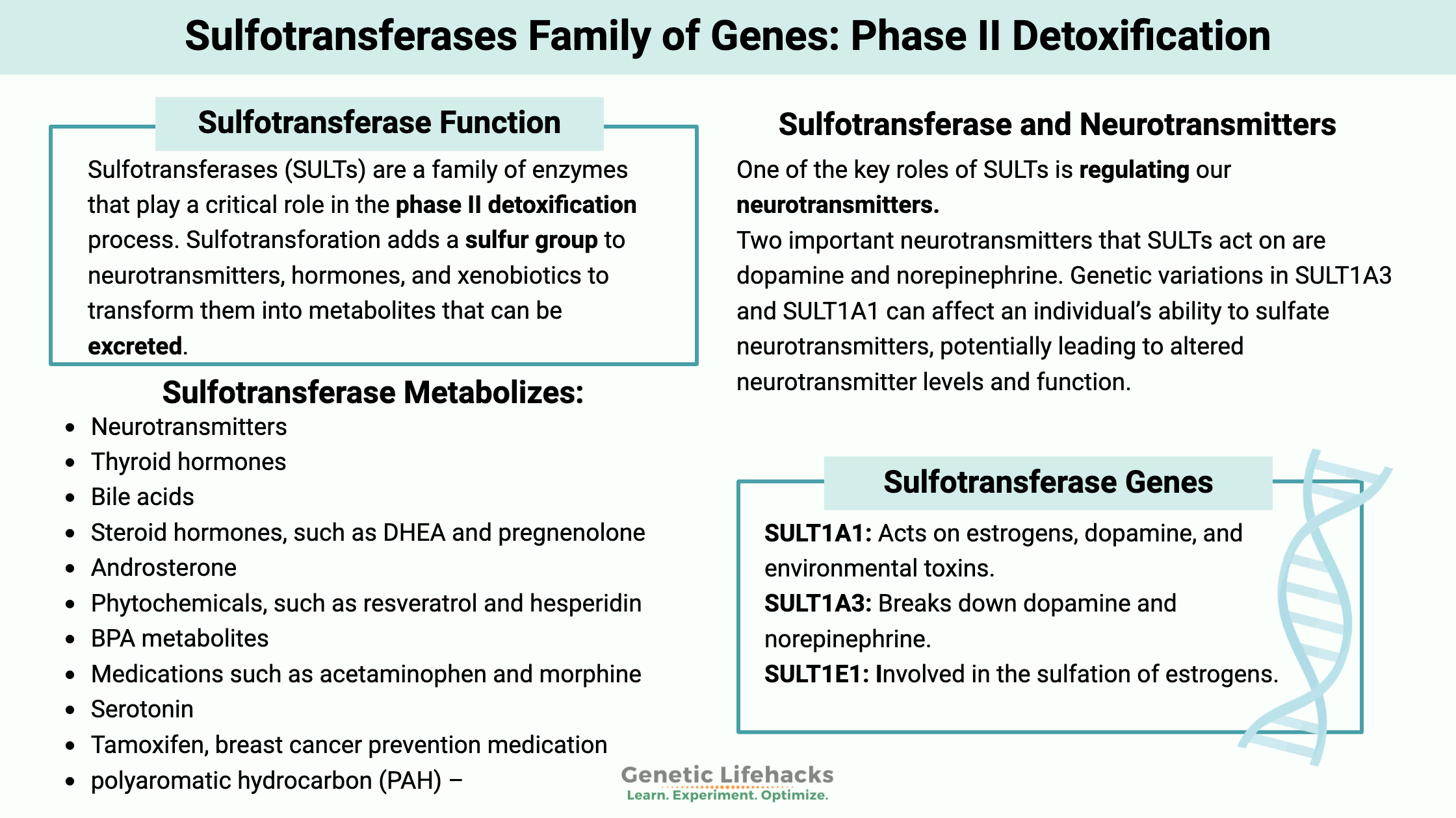 Sulfotransferases (SULT) Family of Genes: Phase II Detoxification. Detoxification of neurotransmitters, SULT genetic variants