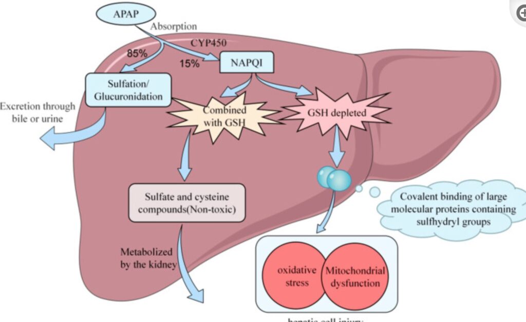 Acetaminophen and Liver Damage: Understanding the Role of Genetics