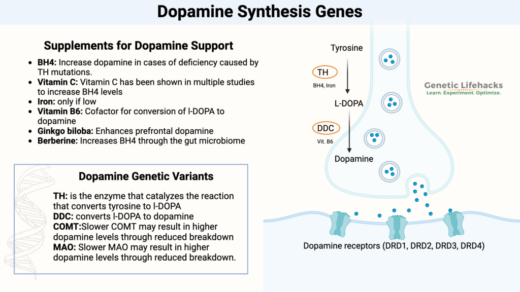 Dopamine synthesis genes, dopamine pathway, supplements for dopamine support