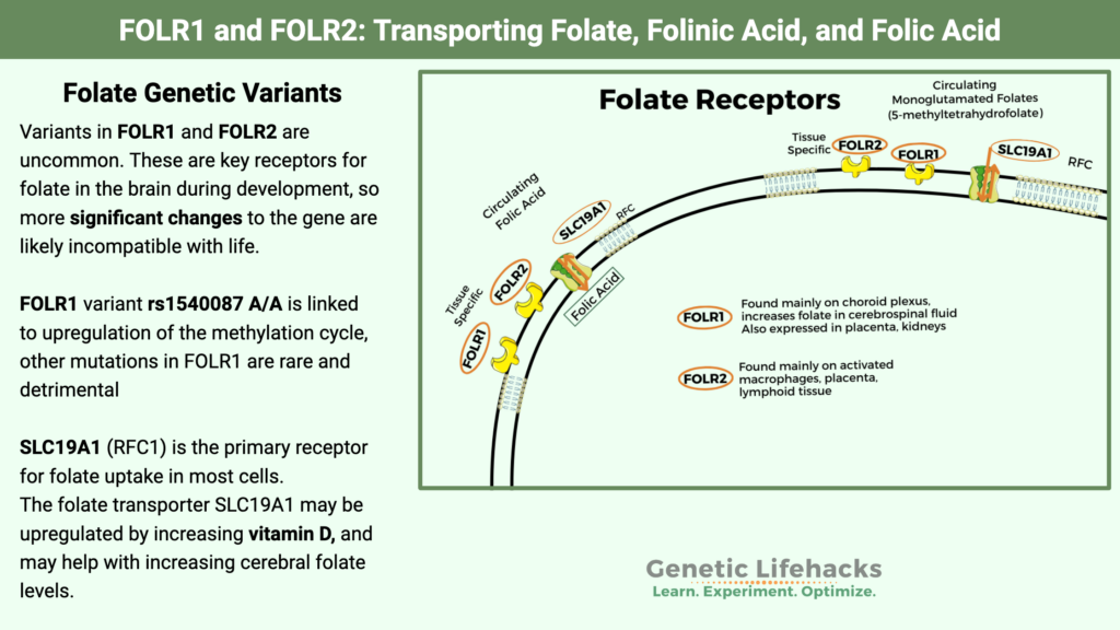 FOLR1 and FOLR2: Transporting Folate, Folinic Acid, and Folic Acid into ...