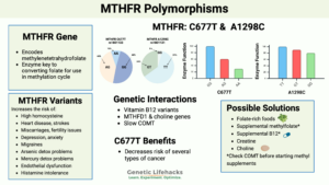 MTHFR mutations explained, frequency of C677T SNP, A1298C SNP, Supplement Interaction, MTHFR variant risks