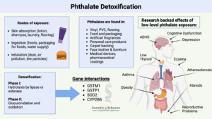 Phthalate detoxification pathway, phthalate genetic interaction, phthalate overview