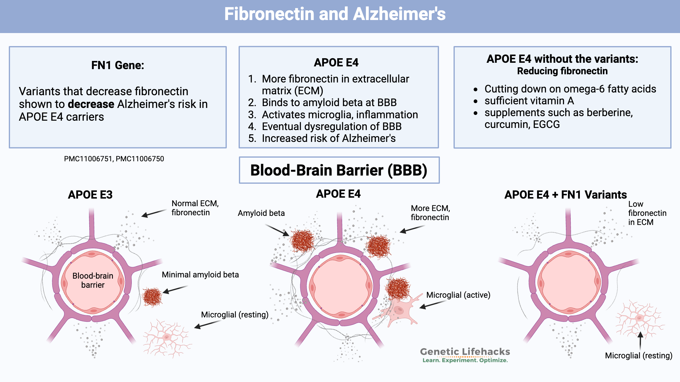 Fibronectin APOE E4, Alzheimer's protection, Blood-brain barrier,