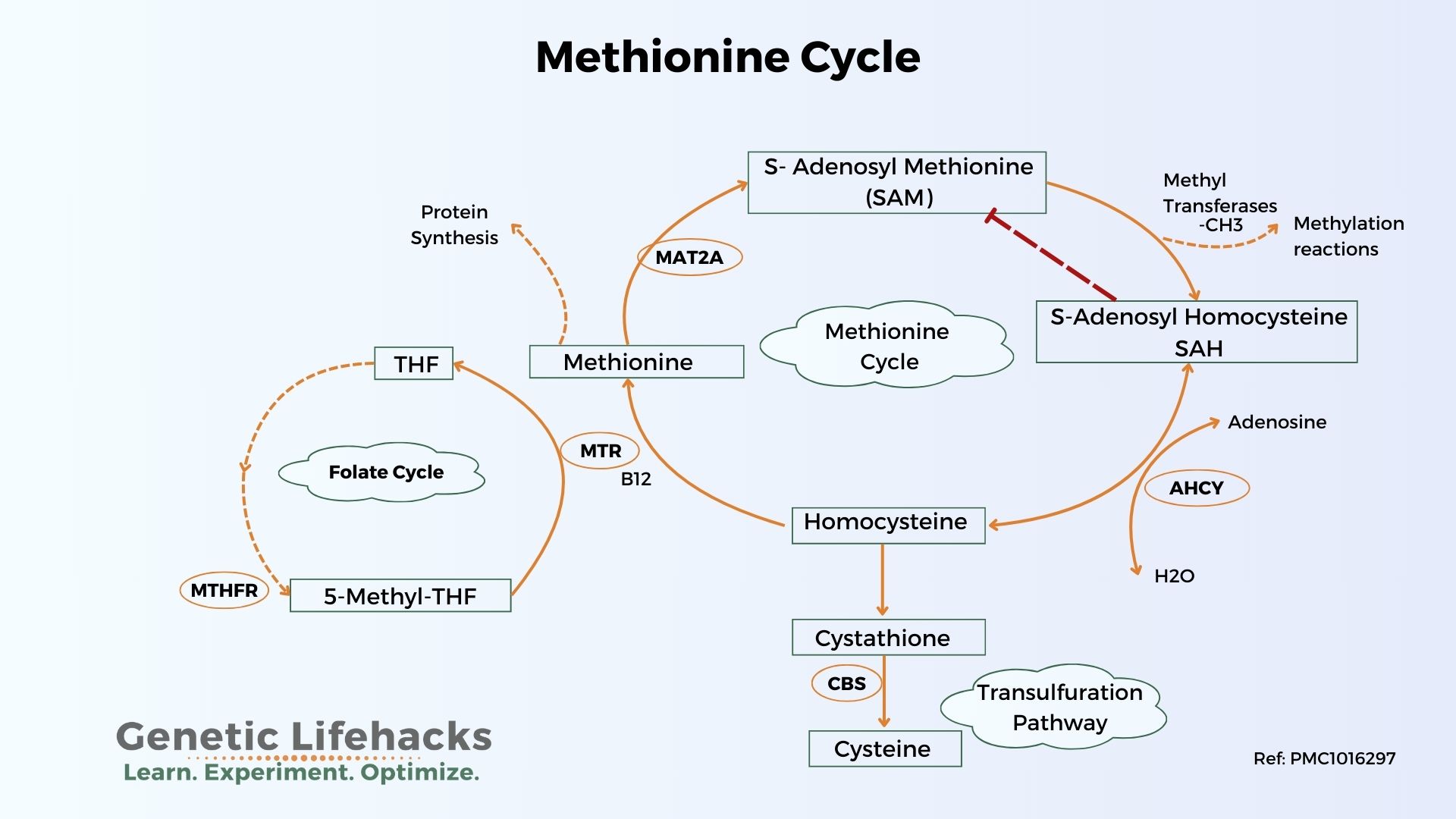diagram of the methionine cycle within the methylation cycle. AHCY plays a key role here in regulating SAH and SAM levels