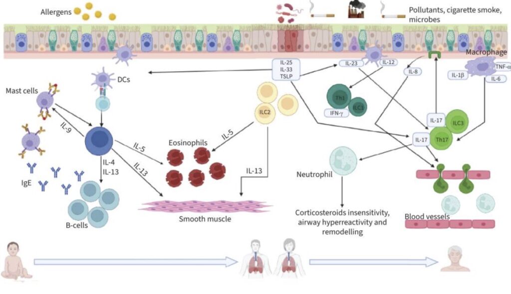 Asthma Genes: Understanding your genetic pathways