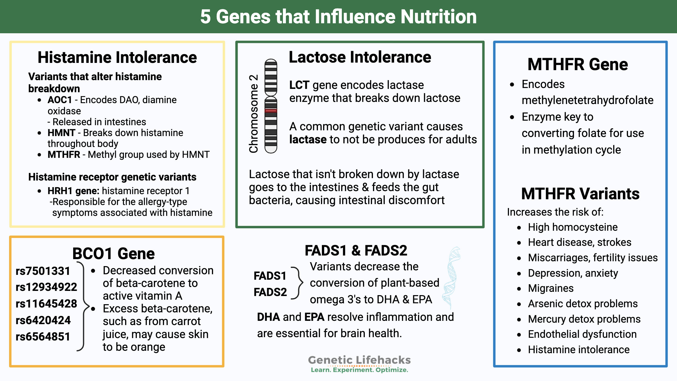 5 Genes that influence nutrition: MTHFR gene, FASD1 gene, LCT Gene BCO1 gene, Histamine Intolerance genes