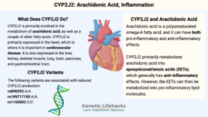 CYP2J2 variants: Arachidonic Acid, Inflammation