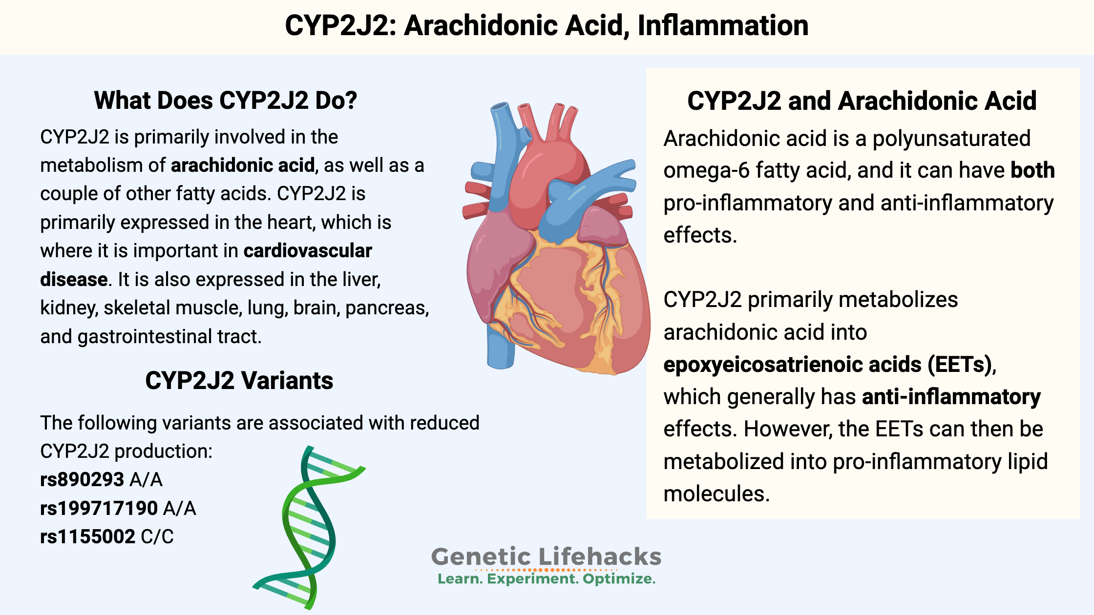 CYP2J2 variants: Arachidonic Acid, Inflammation