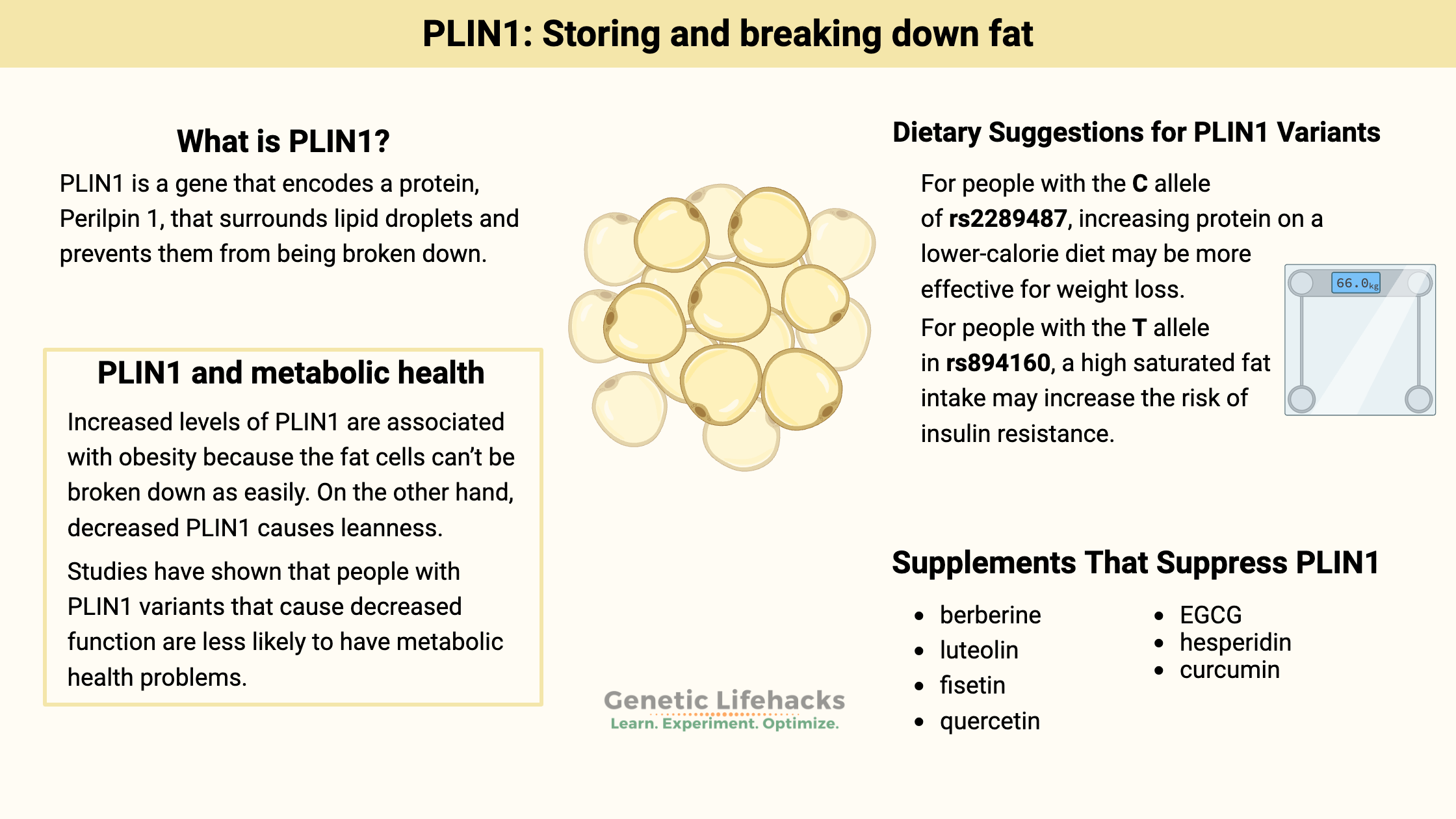 PLIN1 gene that affects fat storage and breakdown, supplements that suppress PLIN1