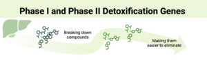 Phase I and II Detoxification Overview