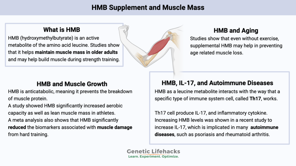 HMB for muscle growth, HMB for to prevent age related muscle loss, HMB caution with autoimmune diseases