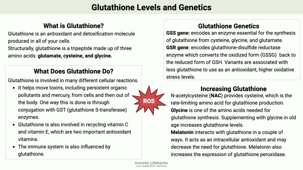 Genetic variants that affect Glutathione levels, ways to increase Glutathione