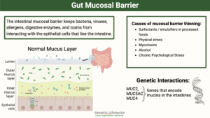 Gut Mucosal Barrier Function is foundational to overall health