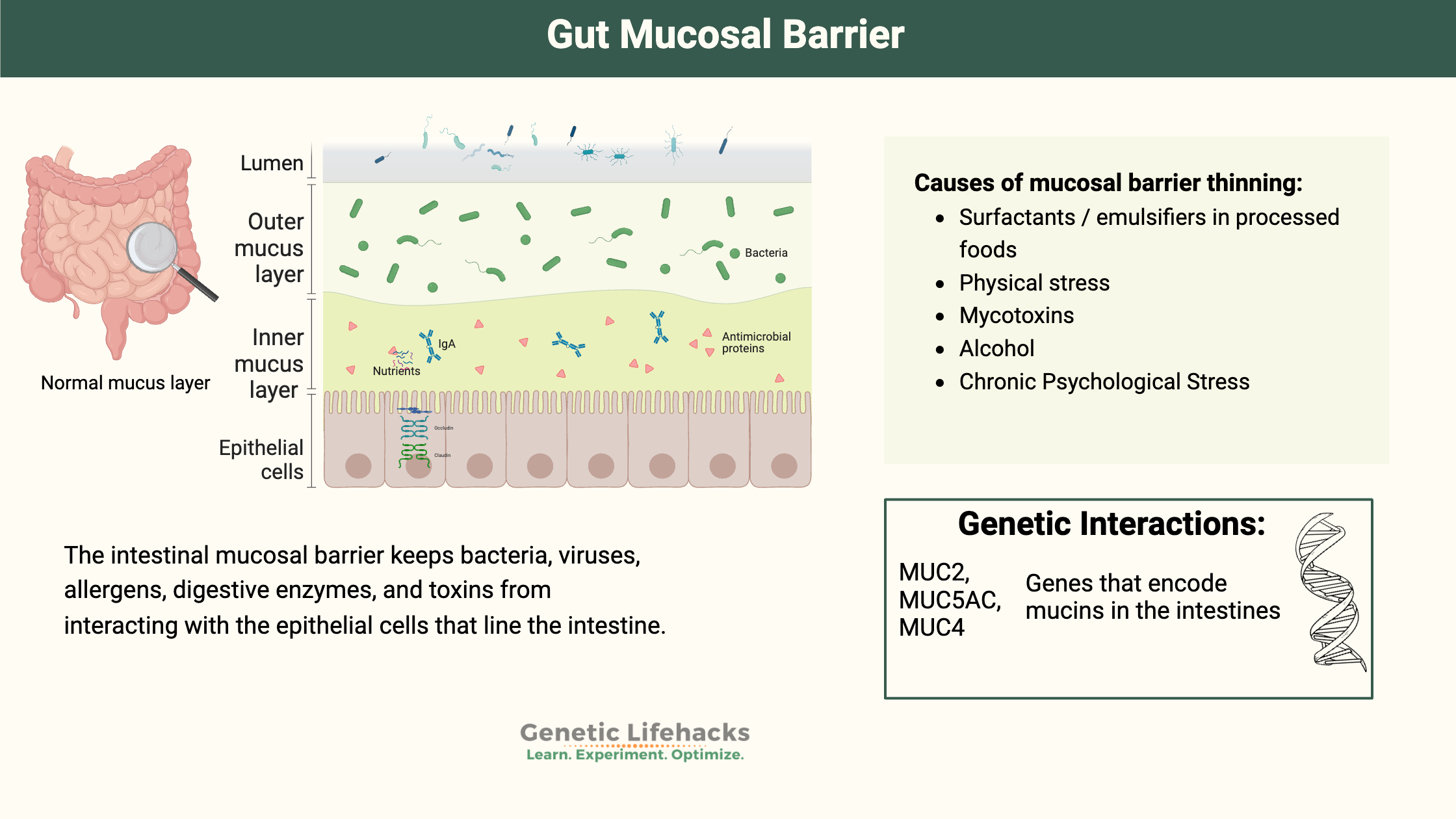 Gut Mucosal Barrier Function is foundational to overall health