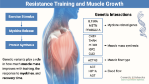 Resistance Training Genetic Report, genetic variants in exercise results