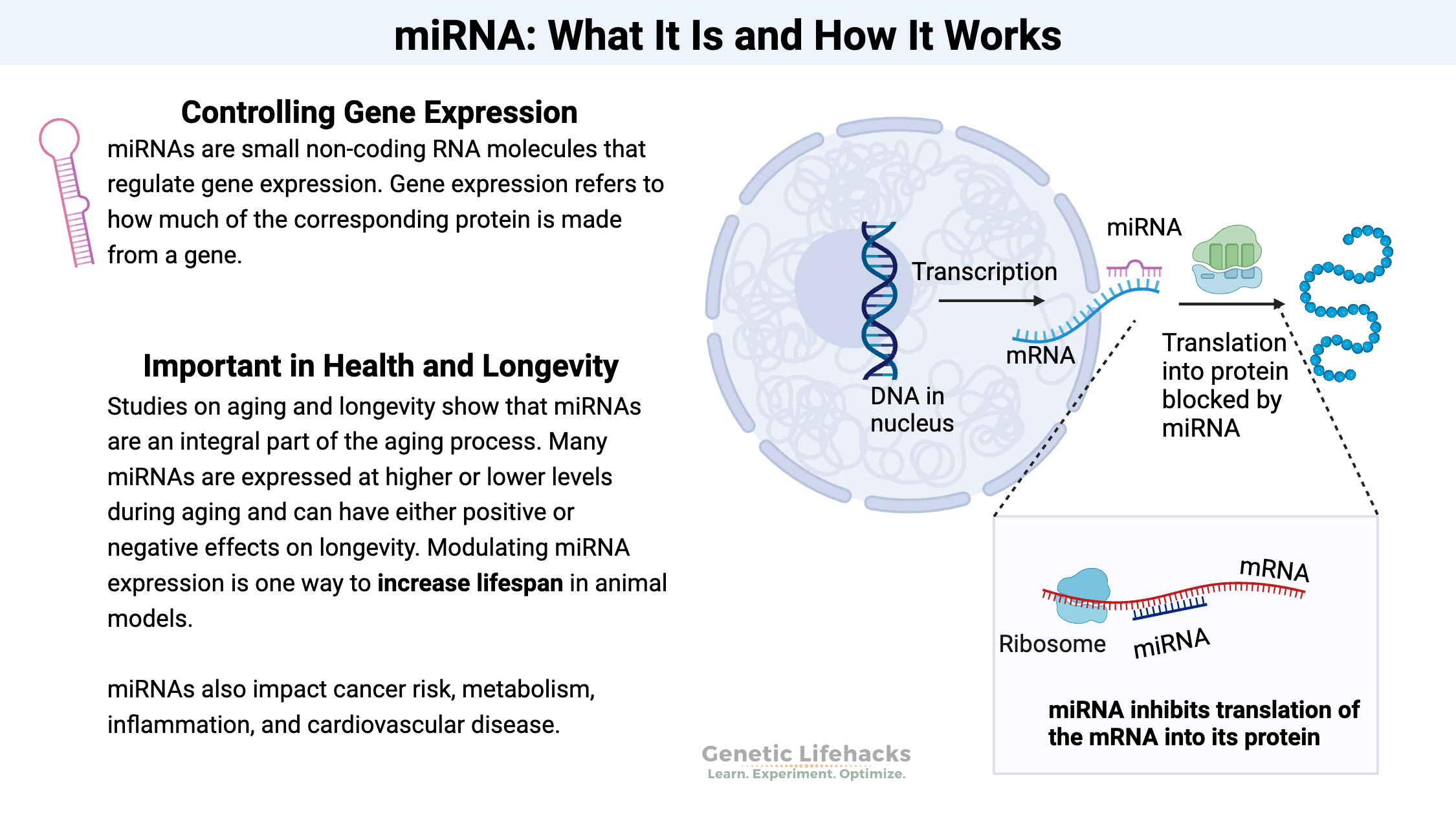 miRNAs control gene expression by blocking translation of mRNA into the protein.