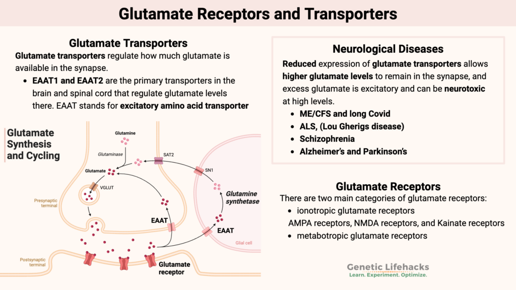 Glutamate Receptors and Transporters