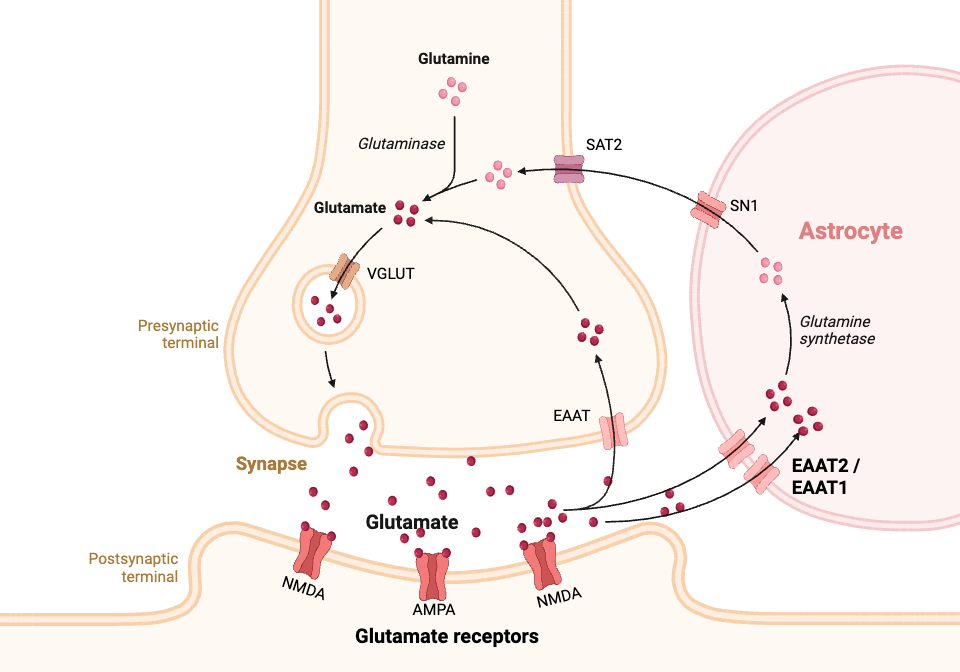 Diagram showing how EAAT2 removes glutamate from the synapse to regulate glutamate levels. Created with biorender.